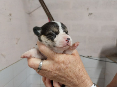 Les chiots de Welsh Corgi Pembroke