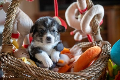 Les chiots de Welsh Corgi Pembroke