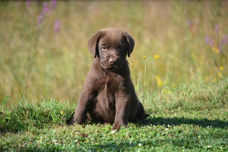 Mâle chocolat 2 - Labrador Retriever