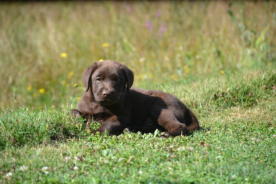 Les chiots de Labrador Retriever