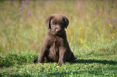 Les chiots de Labrador Retriever