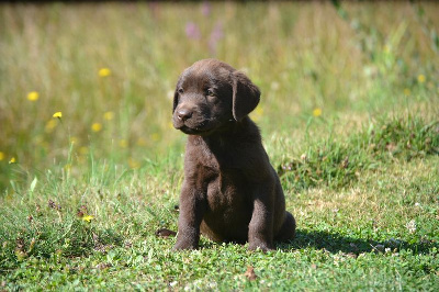 Les chiots de Labrador Retriever