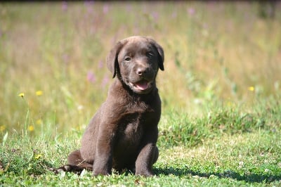 Les chiots de Labrador Retriever