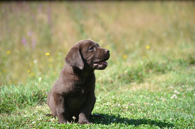 Les chiots de Labrador Retriever