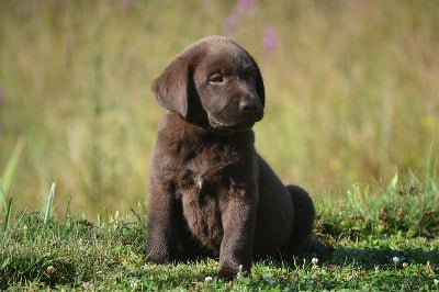 Mâle chocolat 1 - Labrador Retriever