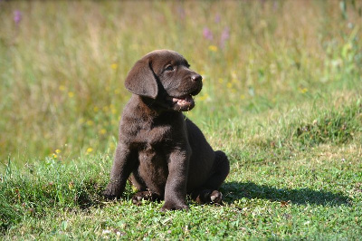 Les chiots de Labrador Retriever