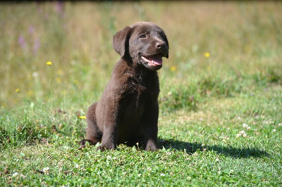 Les chiots de Labrador Retriever