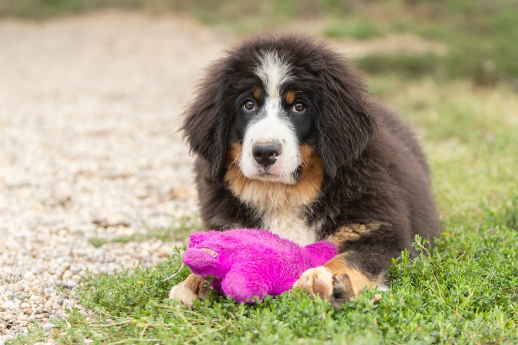 CHIOT mâle Sans collier - Bouvier Bernois