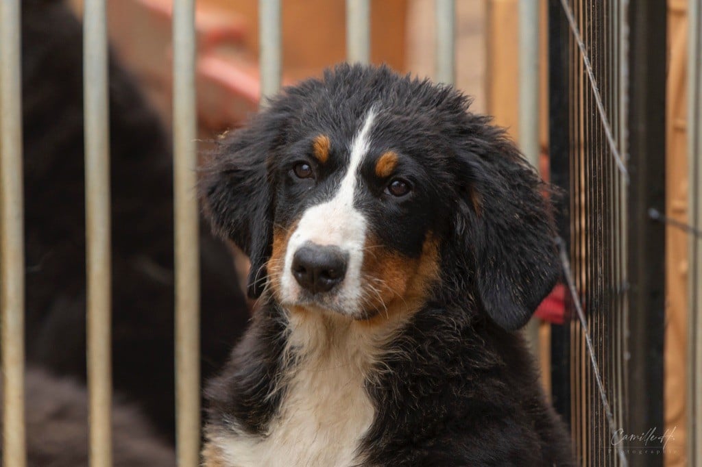 CHIOT Femelle sans collier - Bouvier Bernois