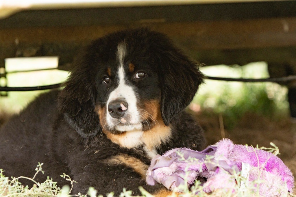 CHIOT Vert - Bouvier Bernois