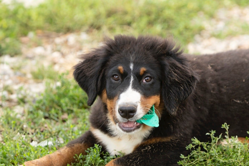 CHIOT Violet - Bouvier Bernois