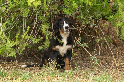 Les chiots de Bouvier Bernois