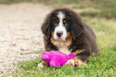 Les chiots de Bouvier Bernois