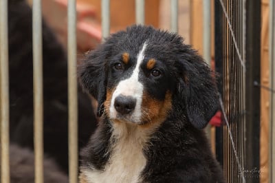 Les chiots de Bouvier Bernois