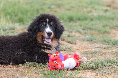 Les chiots de Bouvier Bernois