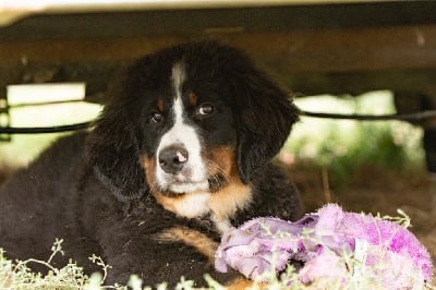 Les chiots de Bouvier Bernois