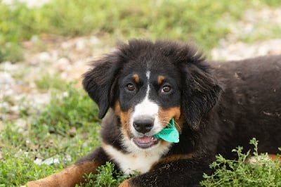 Les chiots de Bouvier Bernois