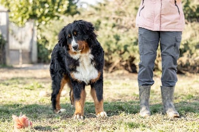 Les chiots de Bouvier Bernois