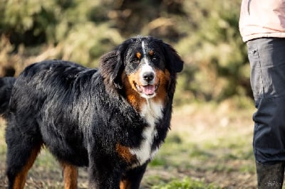 Les chiots de Bouvier Bernois