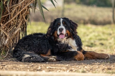 CHIOT mâle Sans collier - Bouvier Bernois