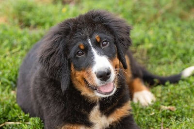 Les chiots de Bouvier Bernois