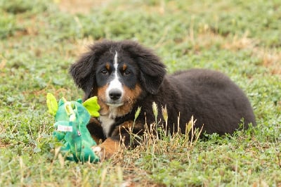 Les chiots de Bouvier Bernois