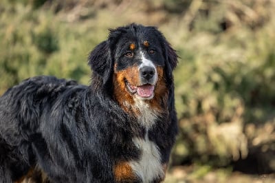 Les chiots de Bouvier Bernois