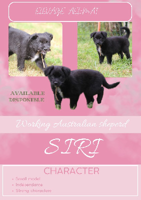 Les chiots de Berger Australien