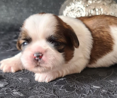 Les chiots de Shih Tzu