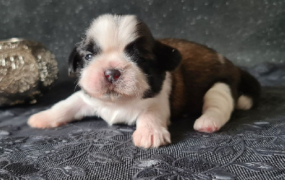 Les chiots de Shih Tzu