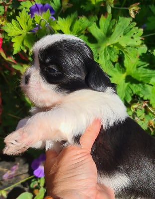 Les chiots de Shih Tzu