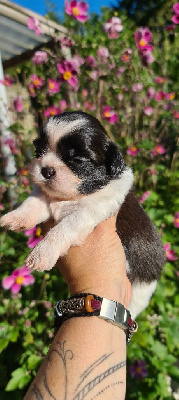 Les chiots de Shih Tzu