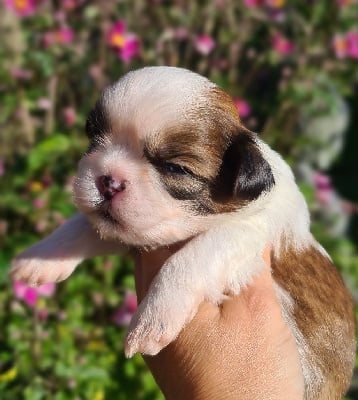 Les chiots de Shih Tzu