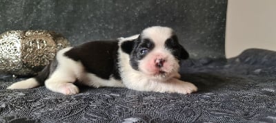 Les chiots de Shih Tzu