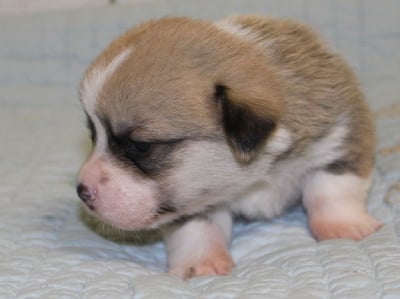 Les chiots de Welsh Corgi Pembroke