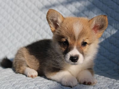 Les chiots de Welsh Corgi Pembroke