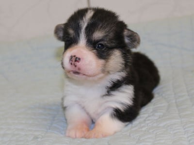 Les chiots de Welsh Corgi Pembroke