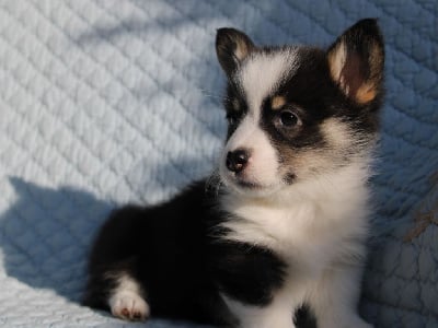 Les chiots de Welsh Corgi Pembroke