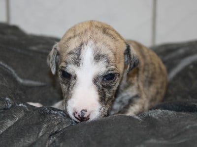 Les chiots de Whippet