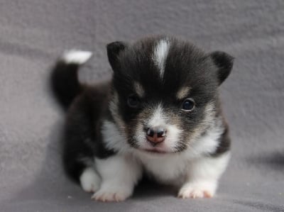 Les chiots de Welsh Corgi Pembroke