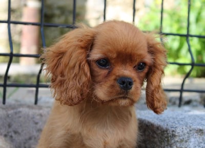 Les chiots de Cavalier King Charles Spaniel