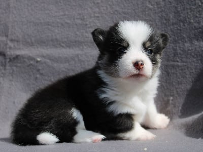 Les chiots de Welsh Corgi Pembroke