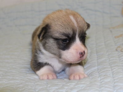 Les chiots de Welsh Corgi Pembroke