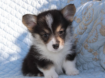 Les chiots de Welsh Corgi Pembroke