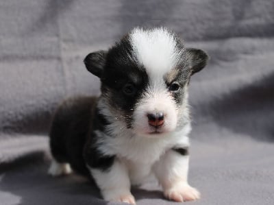 Les chiots de Welsh Corgi Pembroke