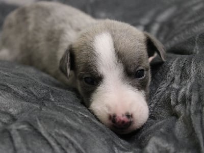 Les chiots de Whippet