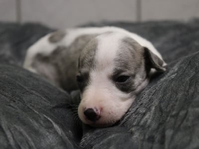 Les chiots de Whippet