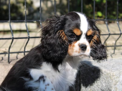 Les chiots de Cavalier King Charles Spaniel