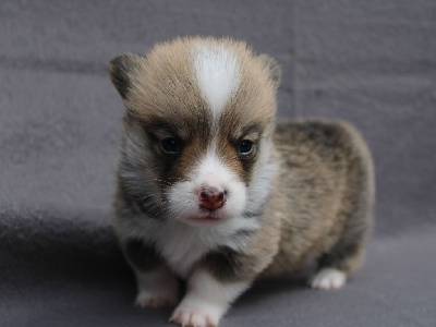 Les chiots de Welsh Corgi Pembroke