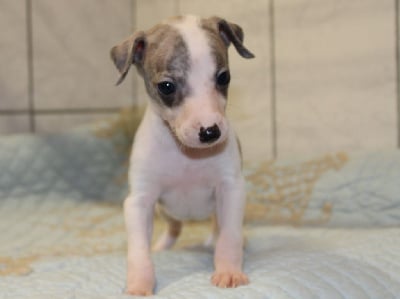 Les chiots de Whippet